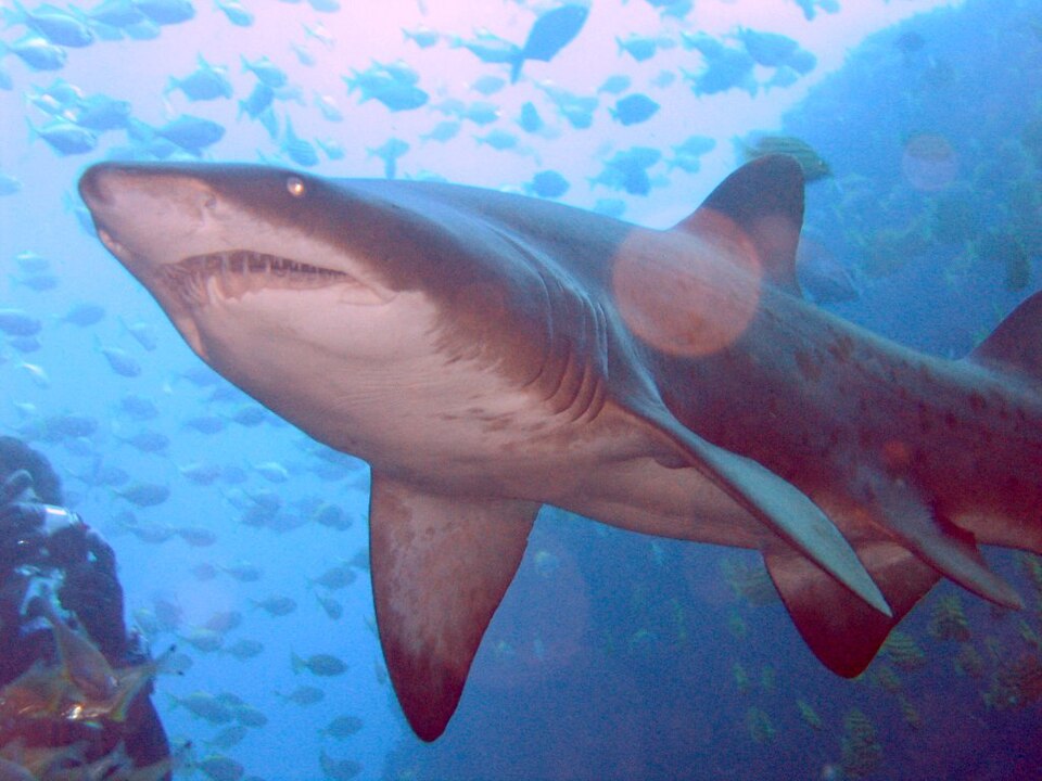 Sarda (Carcharias taurus)