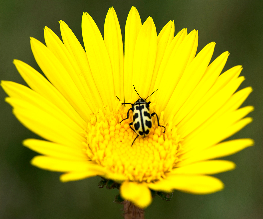 Siete de oro (Astylus atromaculatus)