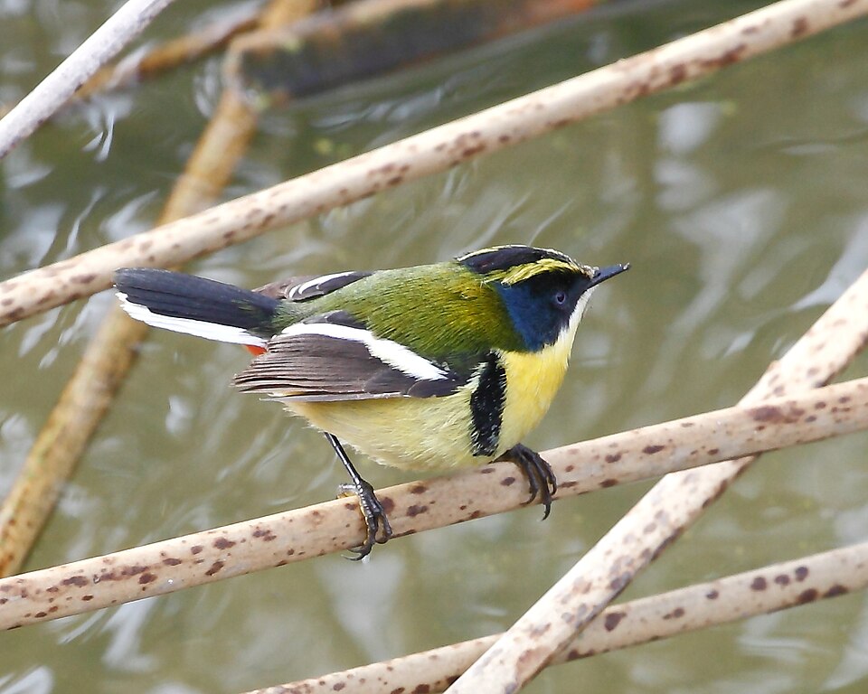 Sietecolores de laguna
