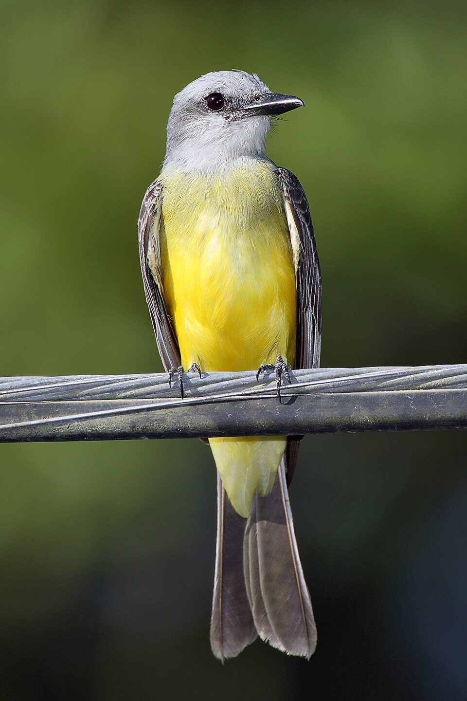 Suirirí real (Tyrannus melancholicus)