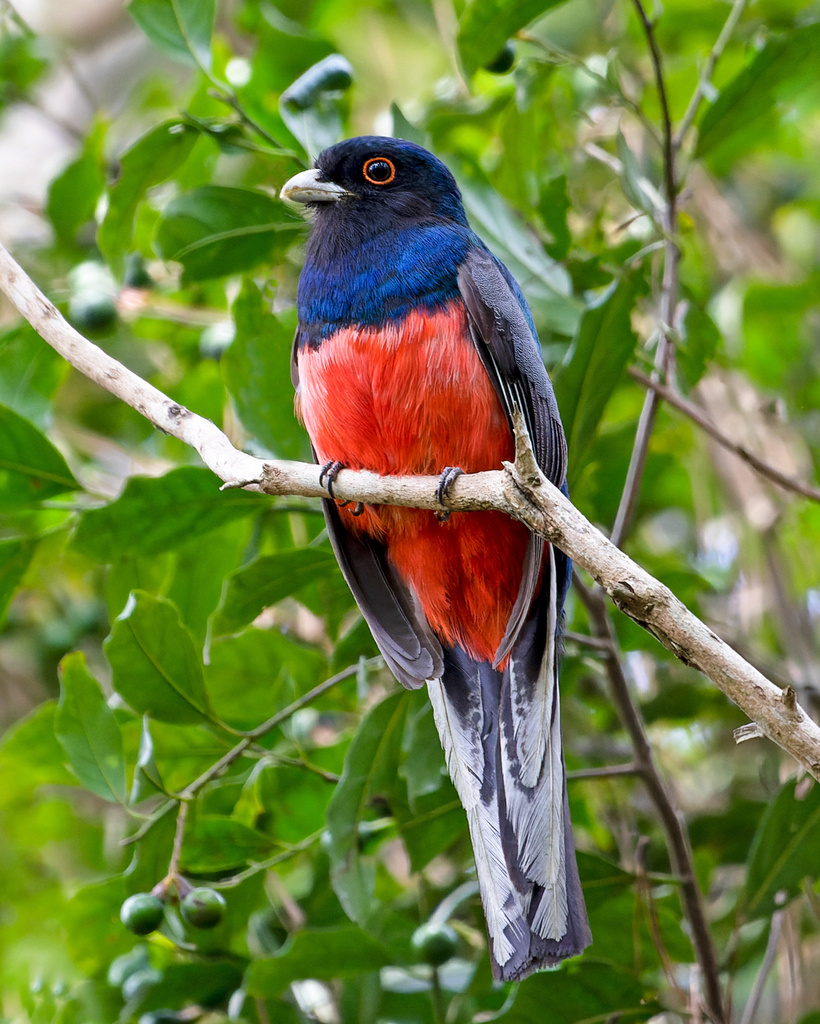 Surucuá común (Trogon surrucura)