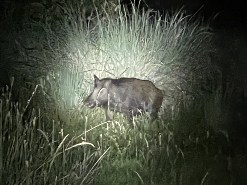 Jabalí (Sus scrofa)