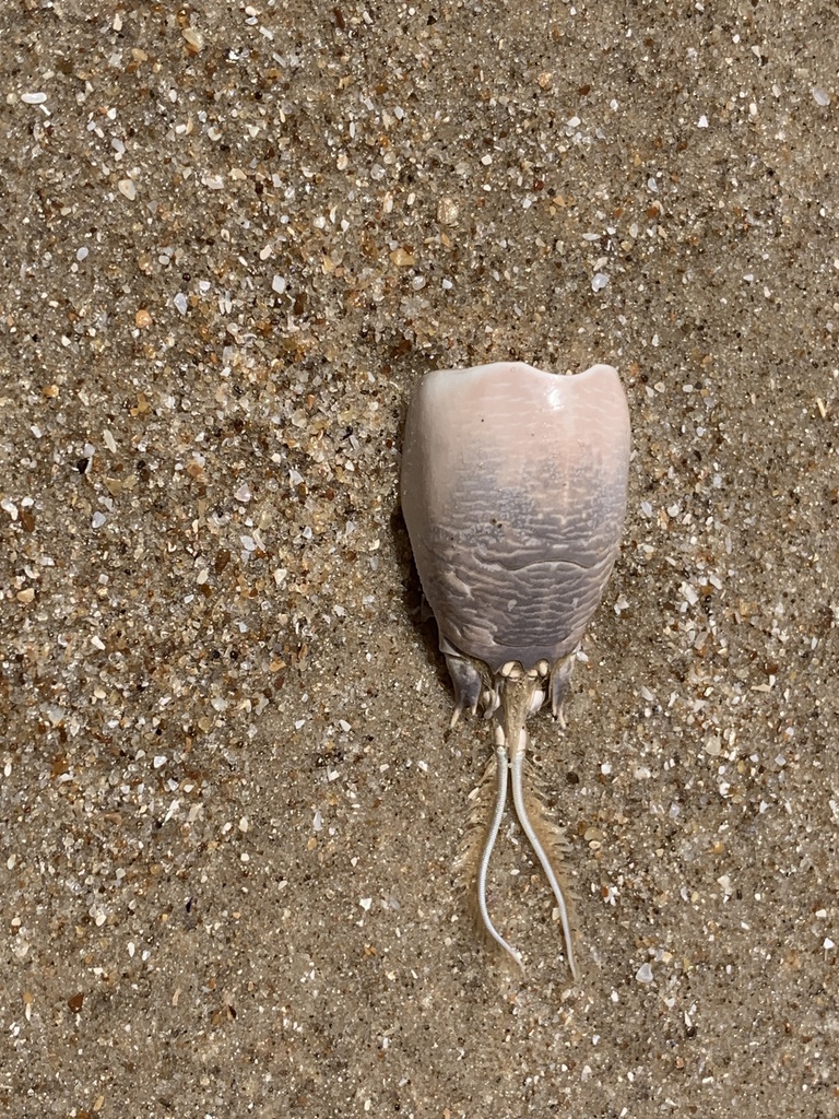 Tatucito de mar