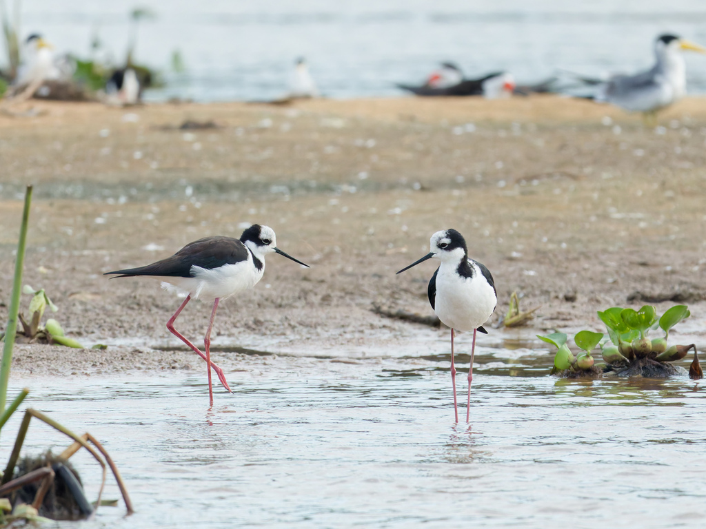Tero real (Himantopus melanurus)