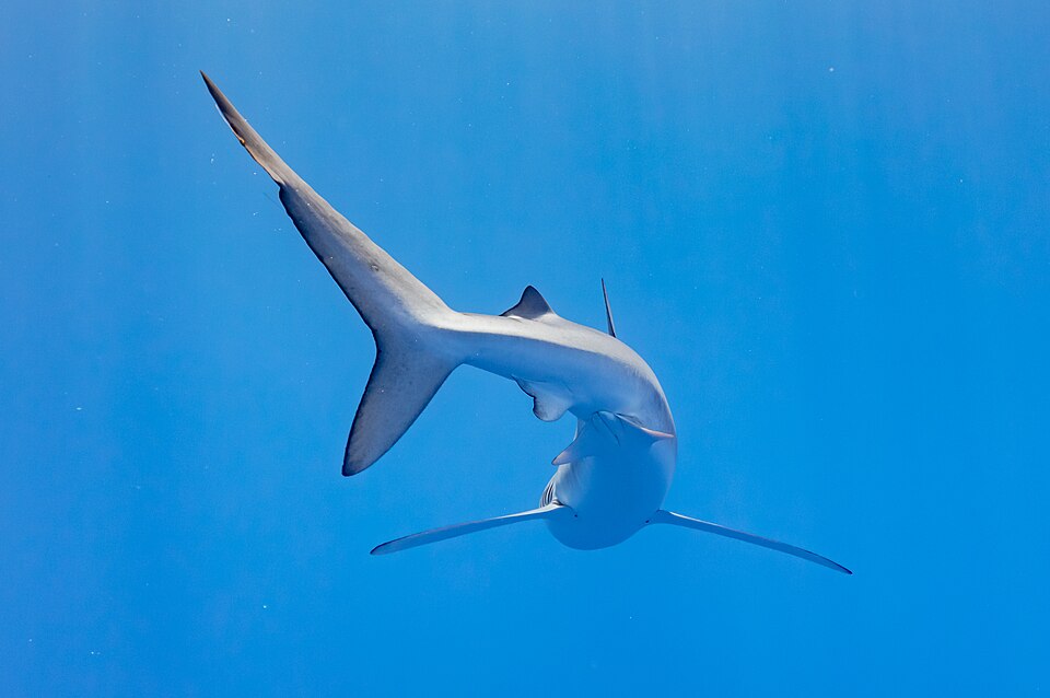 Tiburón azul (Prionace glauca)