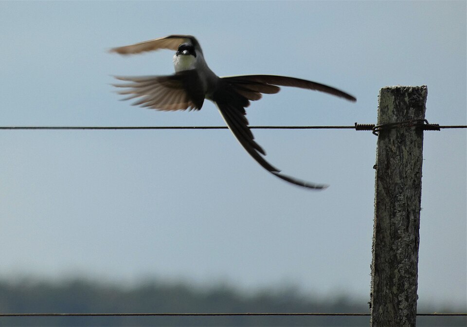 Tijereta (Tyrannus savana)