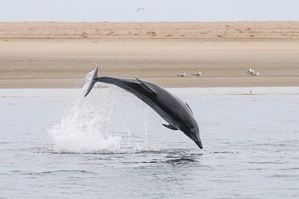 Tonina (Tursiops truncatus)