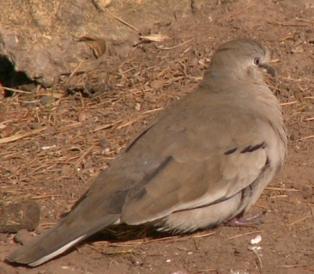 Torcacita común (Columbina picui)