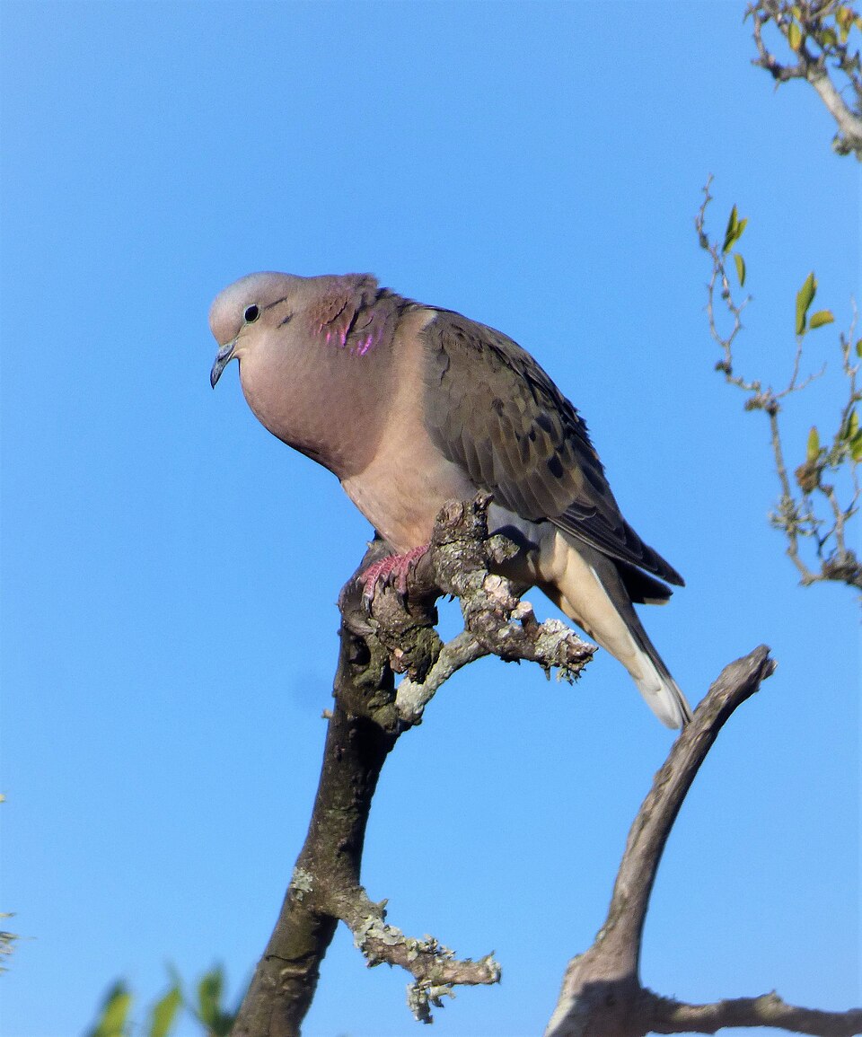 Torcaza (Zenaida auriculata)