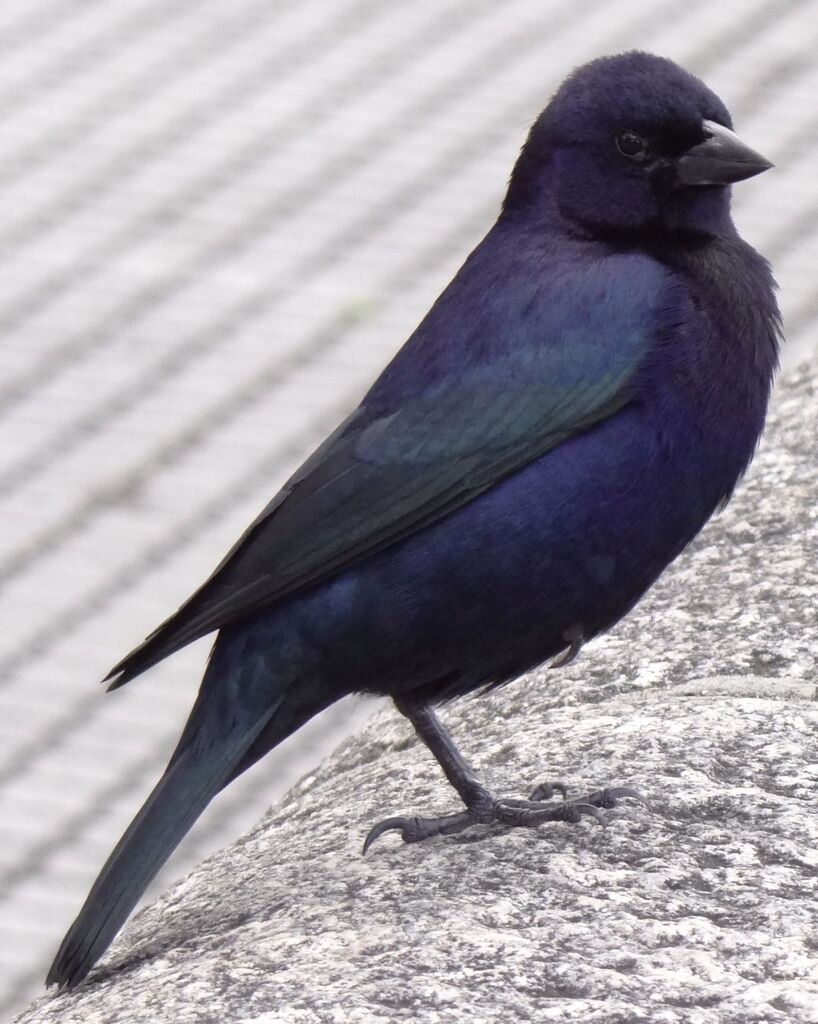 Tordo común (Molothrus bonariensis)