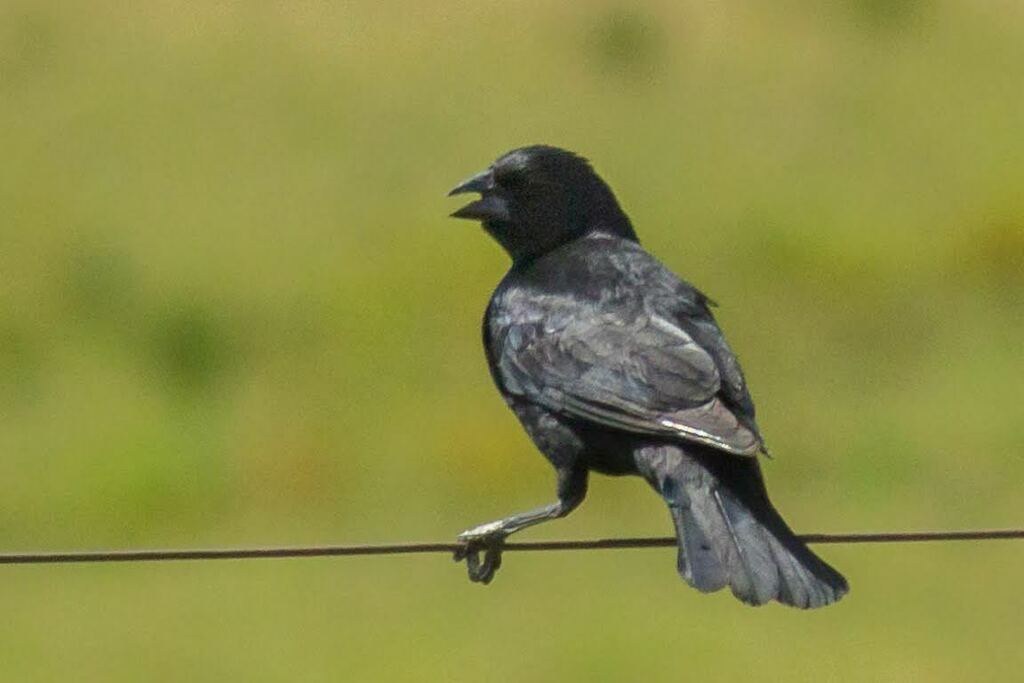 Tordo de pico corto