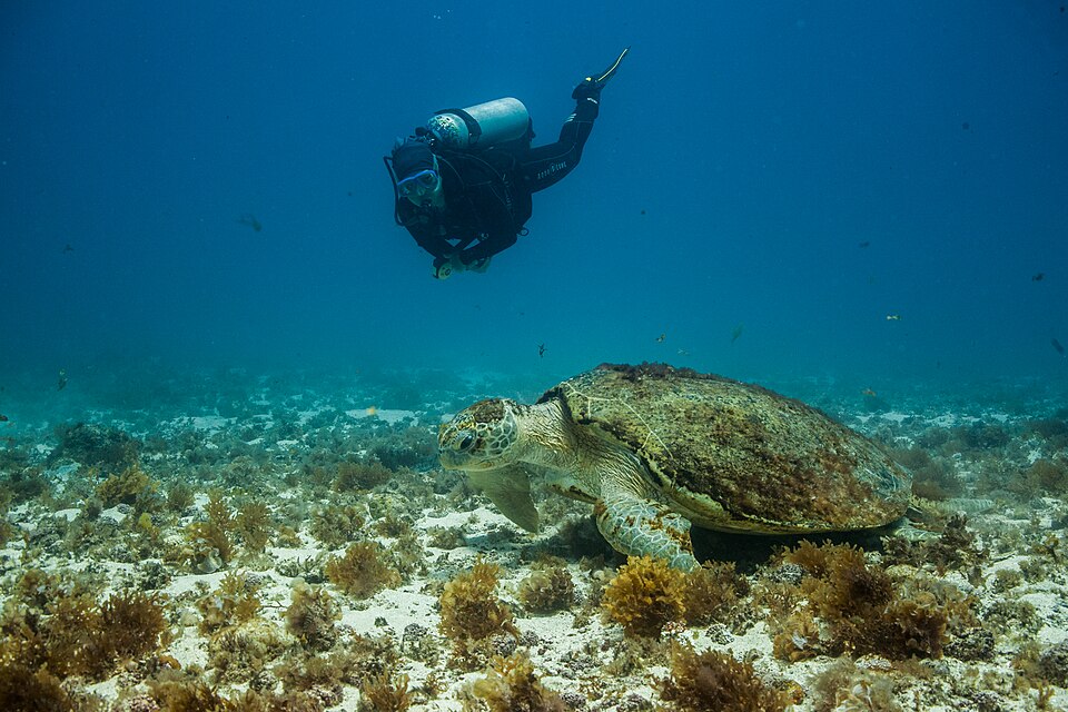Tortuga cabezona