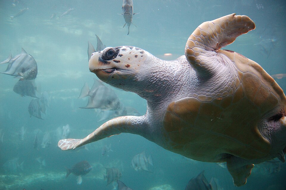 Tortuga cabezona: otra fotografía