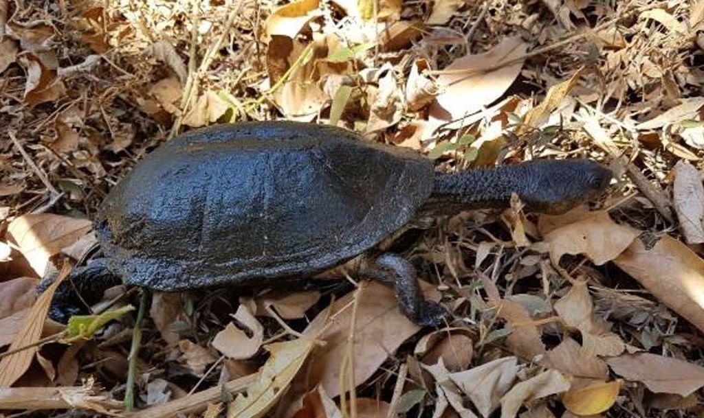 Tortuga de canaleta
