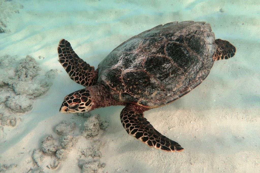 Tortuga carey