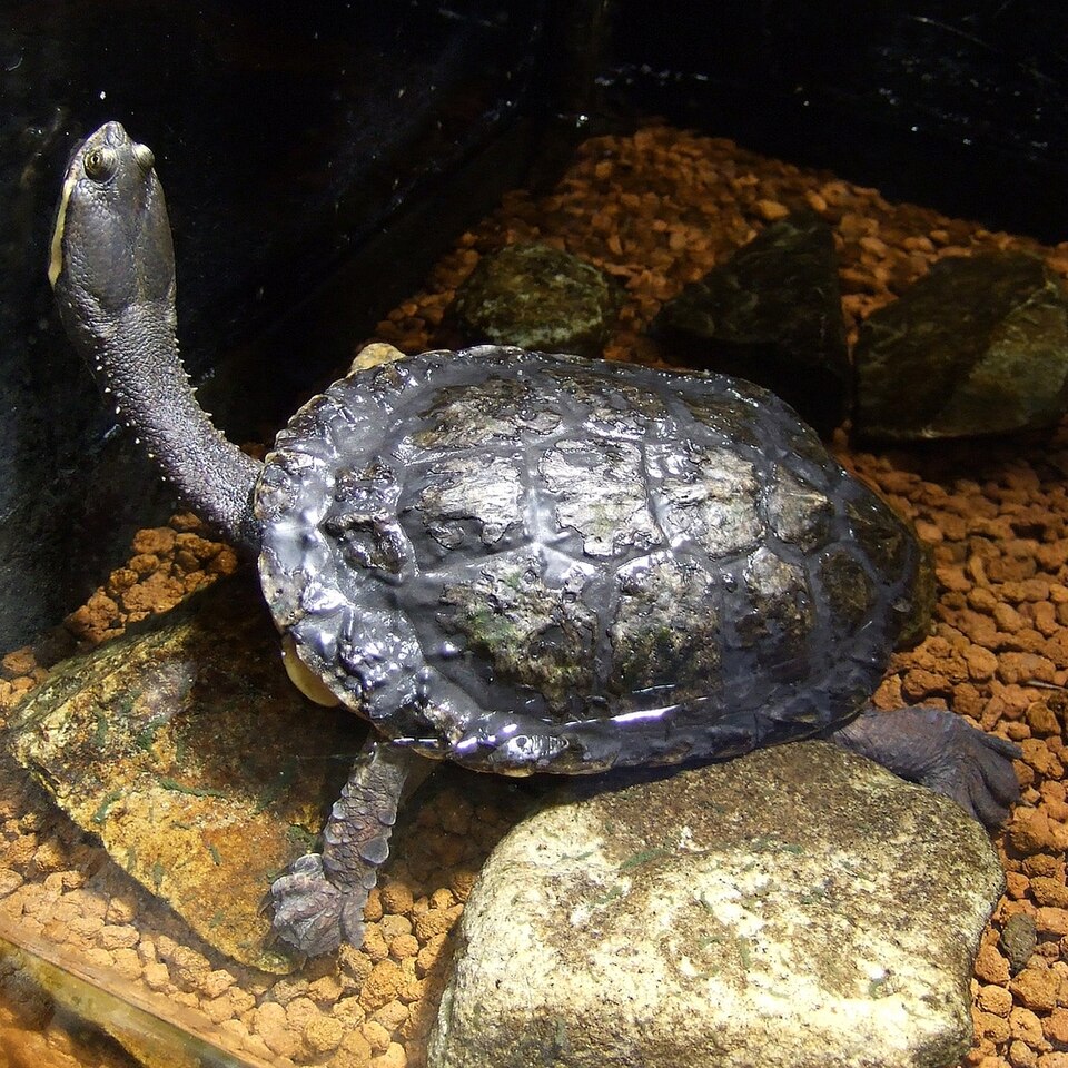 Tortuga cuello de víbora