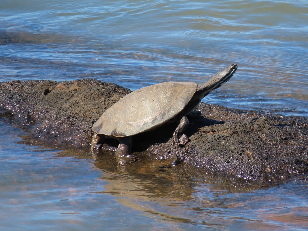 Tortuga de herradura