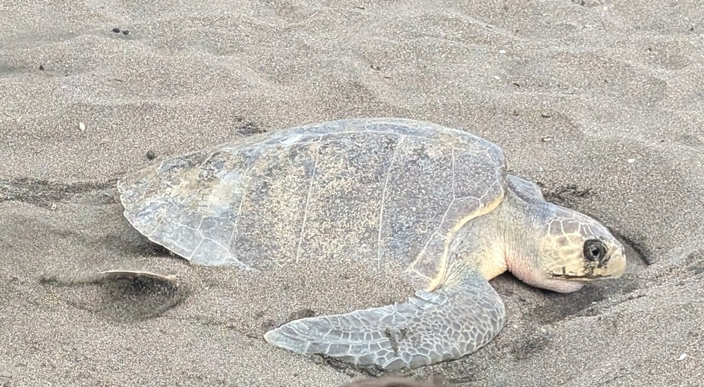 Tortuga olivácea