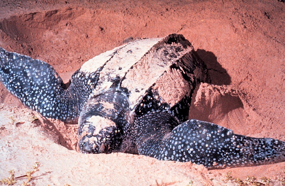 Tortuga siete quillas