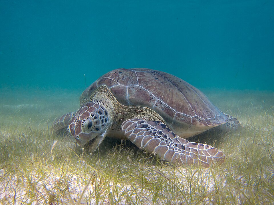 Tortuga verde: otra fotografía