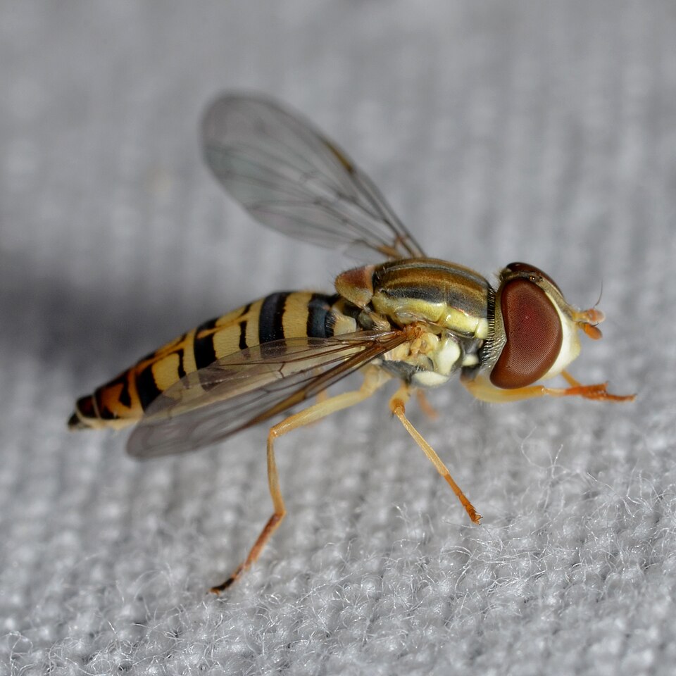Toxomerus politus