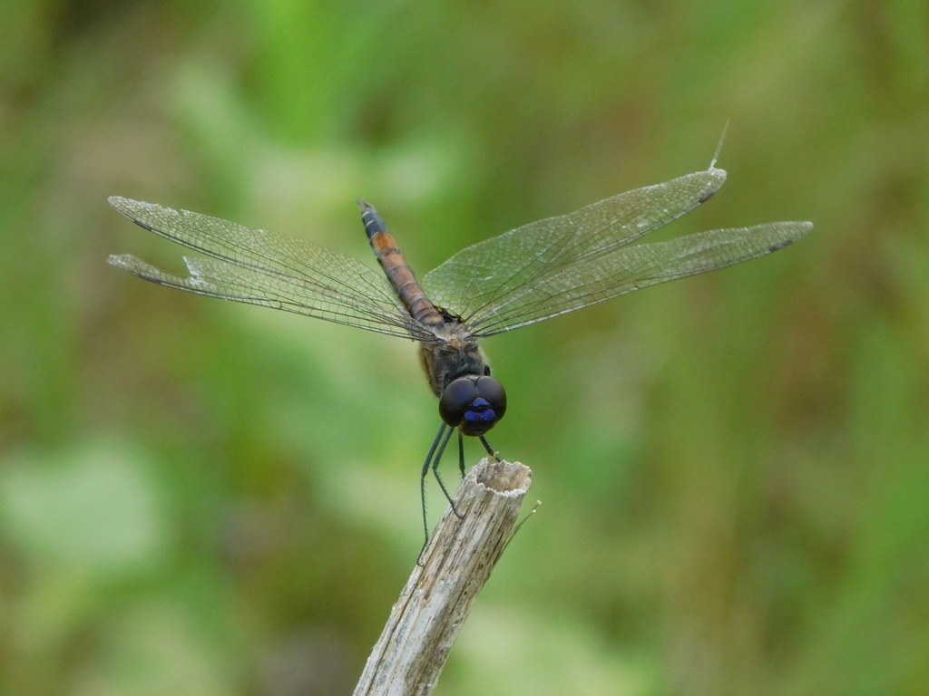 Tramea cophysa (Tramea cophysa)