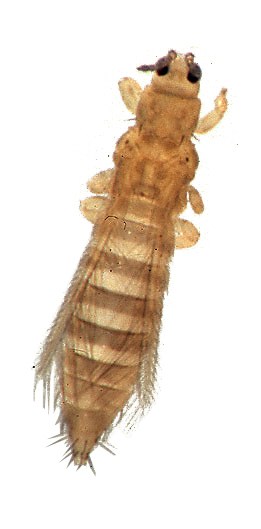 Trips de la cebolla (Thrips tabaci)