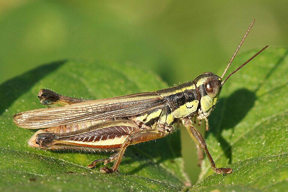 Tucura Dichroplus elongatus