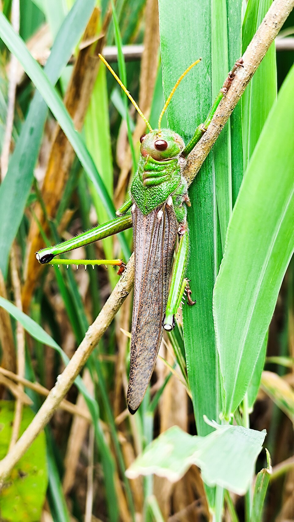 Tucura quebrachera