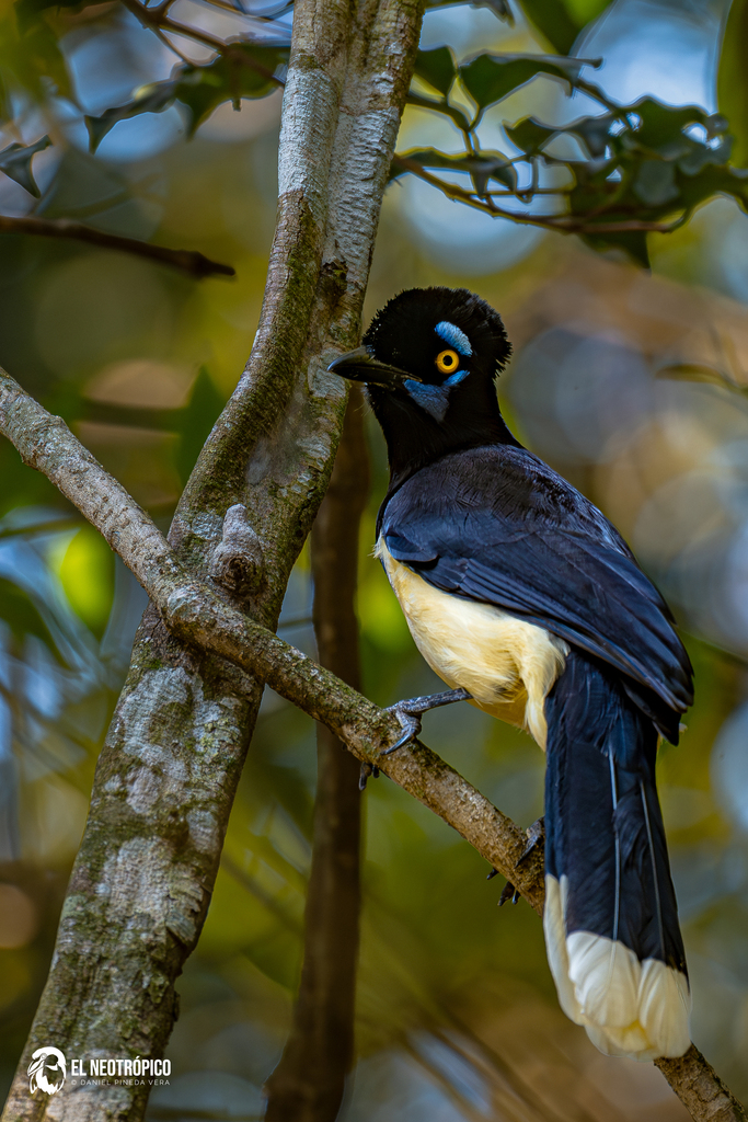Urraca común (Cyanocorax chrysops)
