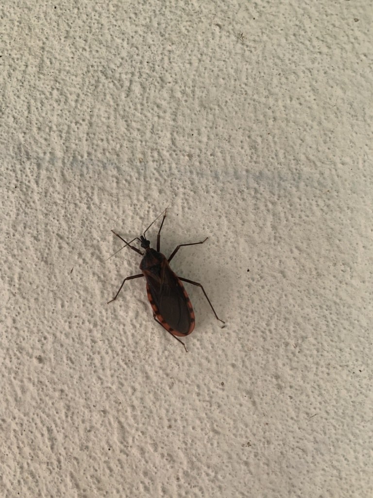 Vinchuca Panstrongylus tupynambai