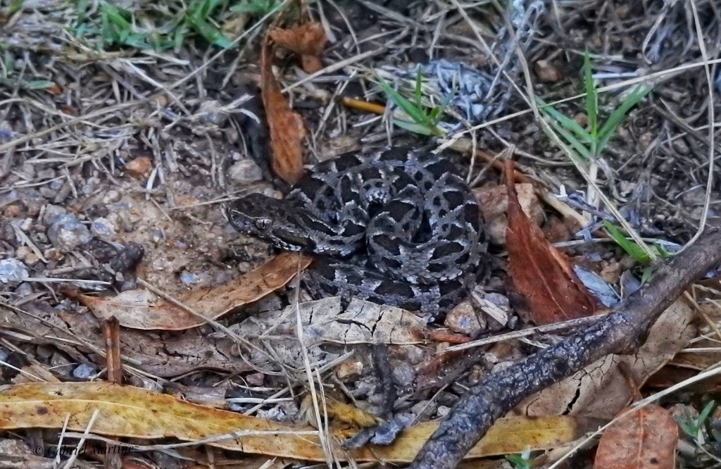 Yarará (Bothrops pubescens)