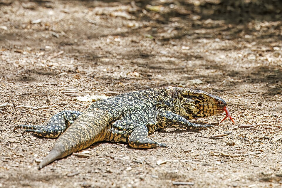 Lagarto overo