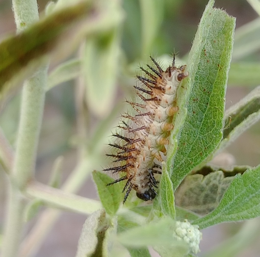 Actinote pellenea: oruga