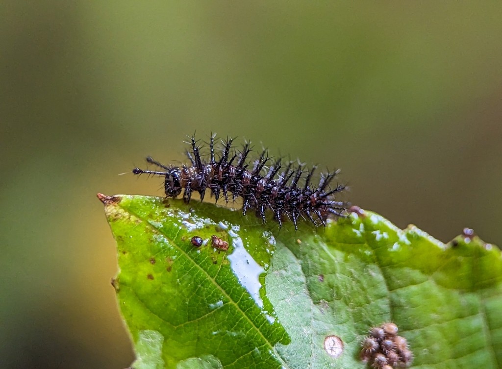 Anartia jatrophae: oruga