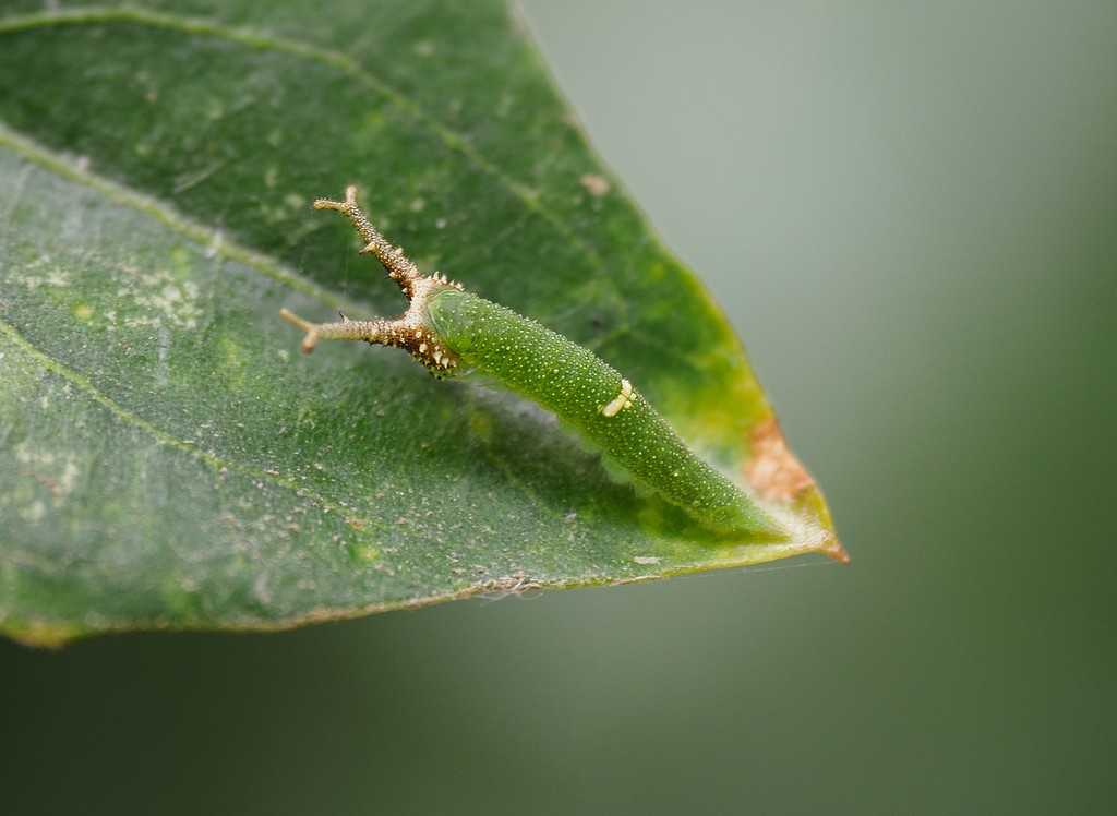 Doxocopa laurentia: oruga