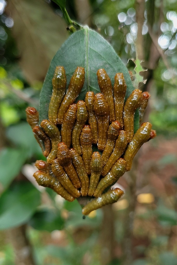 Heraclides anchisiades: oruga