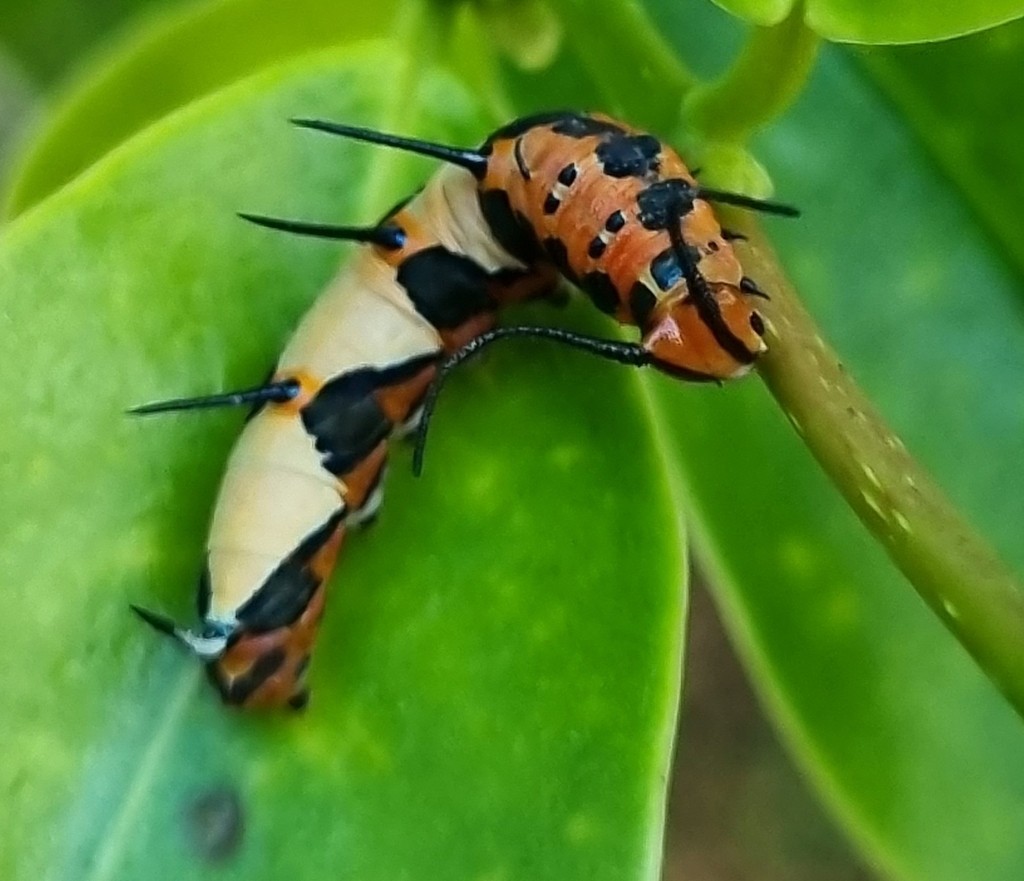 Marpesia petreus: oruga
