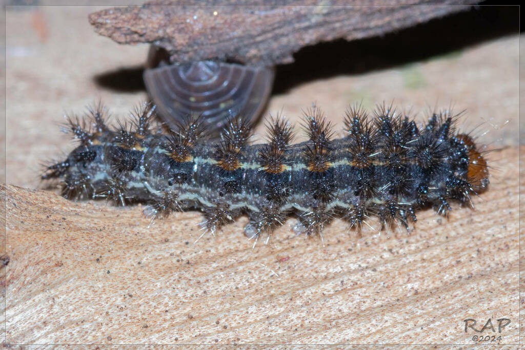 Mariposa bataraza: oruga
