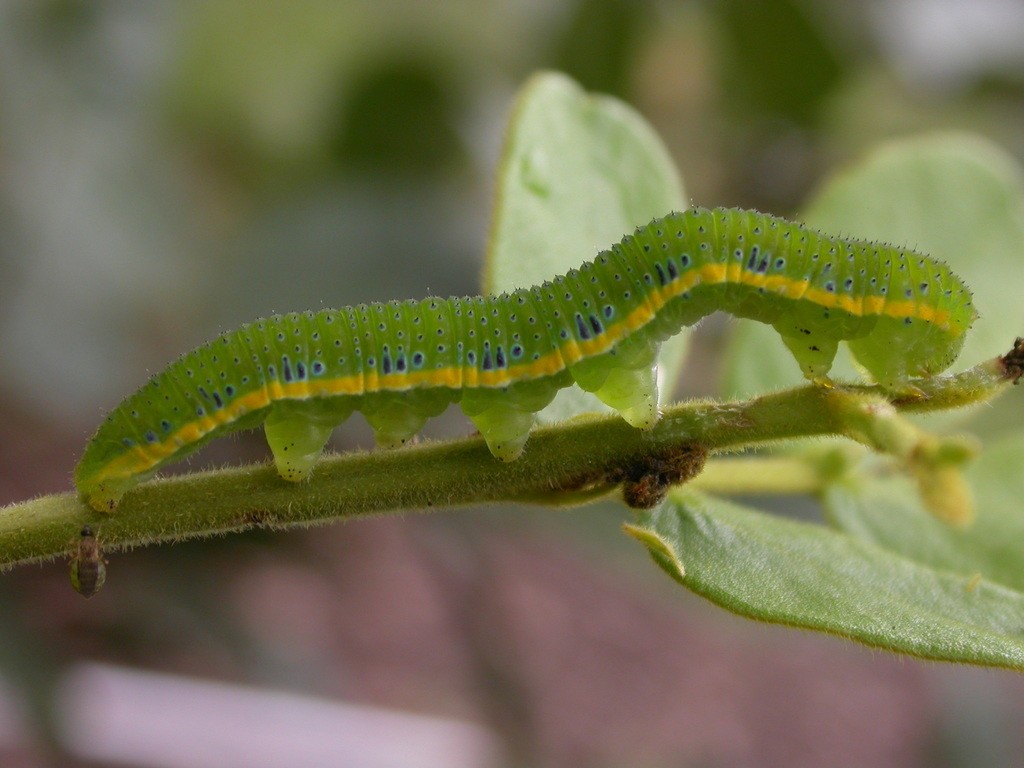 Phoebis sennae: oruga