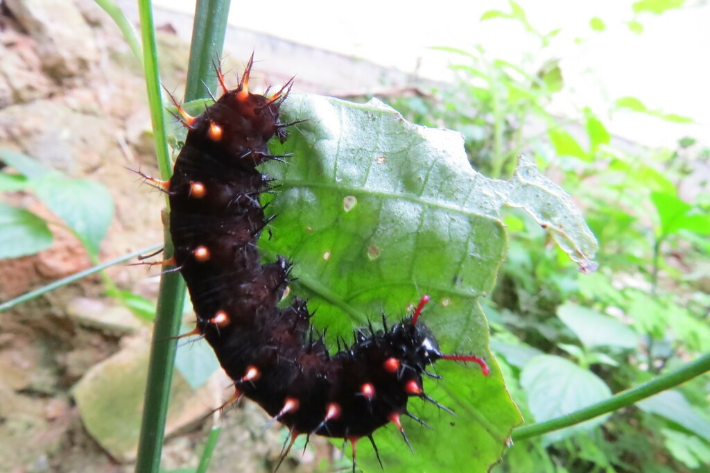 Malaquita: oruga