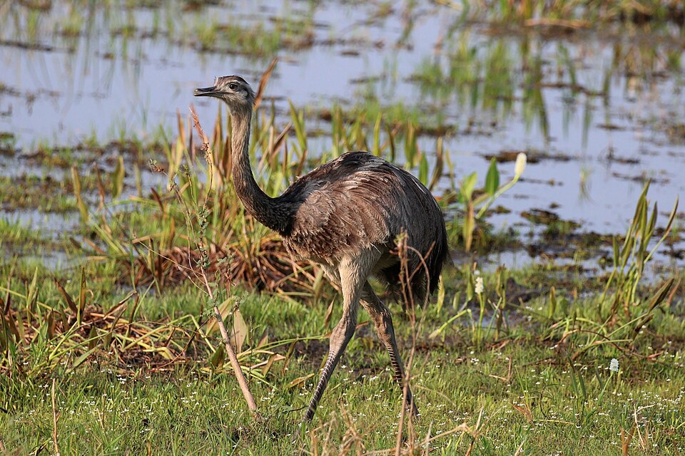 Ñandú (Rhea americana)