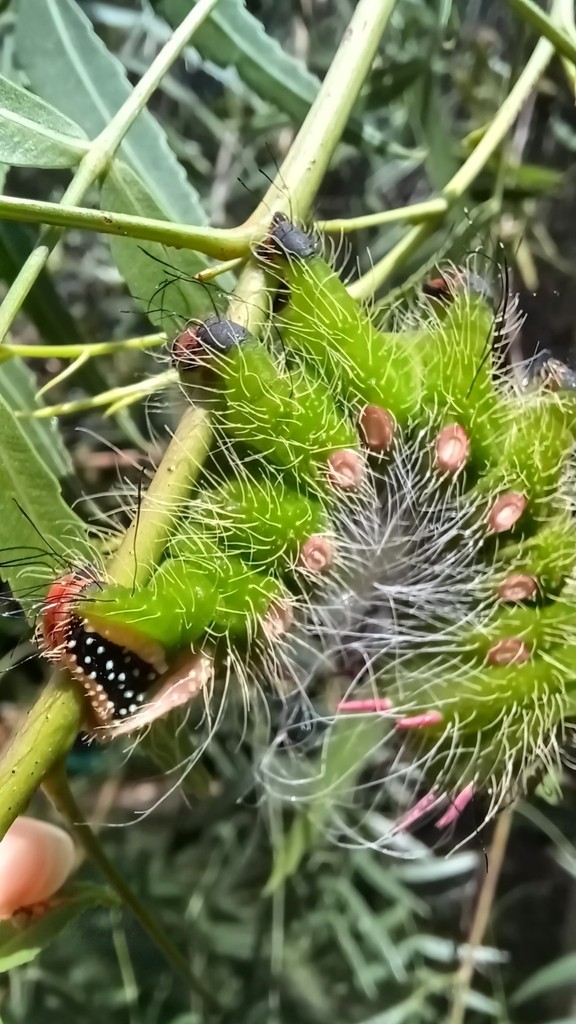 Polilla imperial: oruga