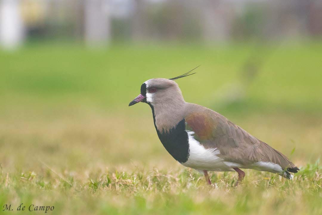 Tero (Vanellus chilensis)