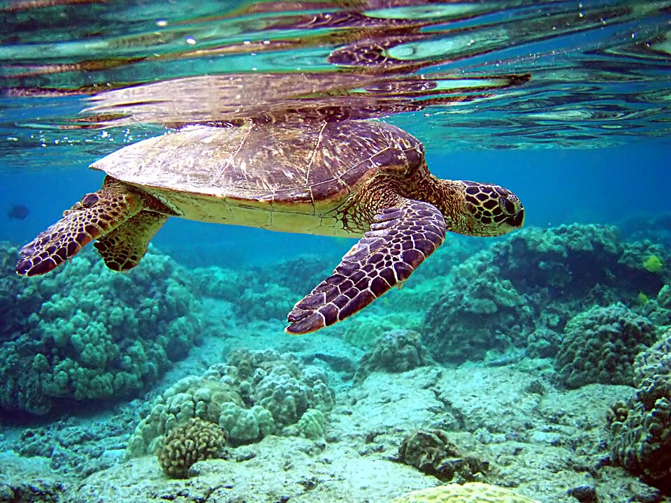 Tortuga verde